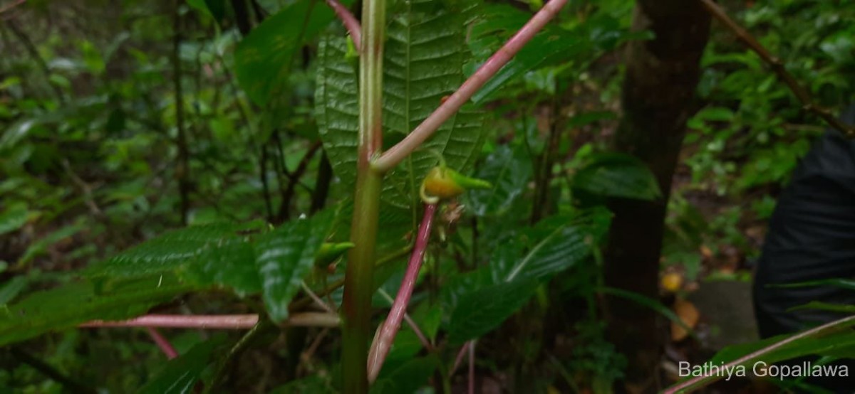 Impatiens taprobanica Hiern